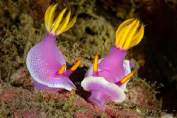 Small talk between Risbecia apolegma and Hypselodoris apo... by Michael Henke 